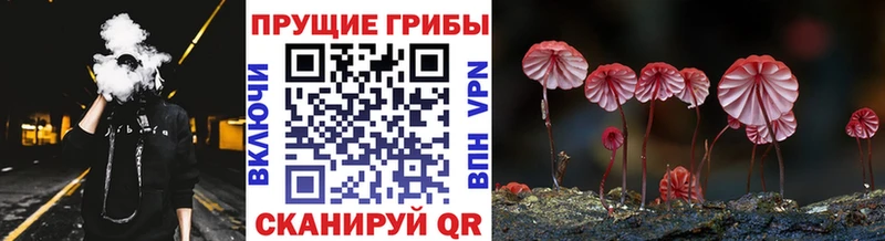 Псилоцибиновые грибы Cubensis Берёзовский